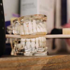 Dental hygiene model used to demonstrate brushing technique.